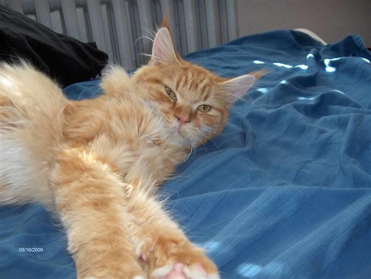 Maine Coon BAM billede 5
