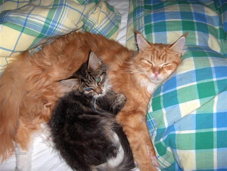 Maine Coon BAM billede 6