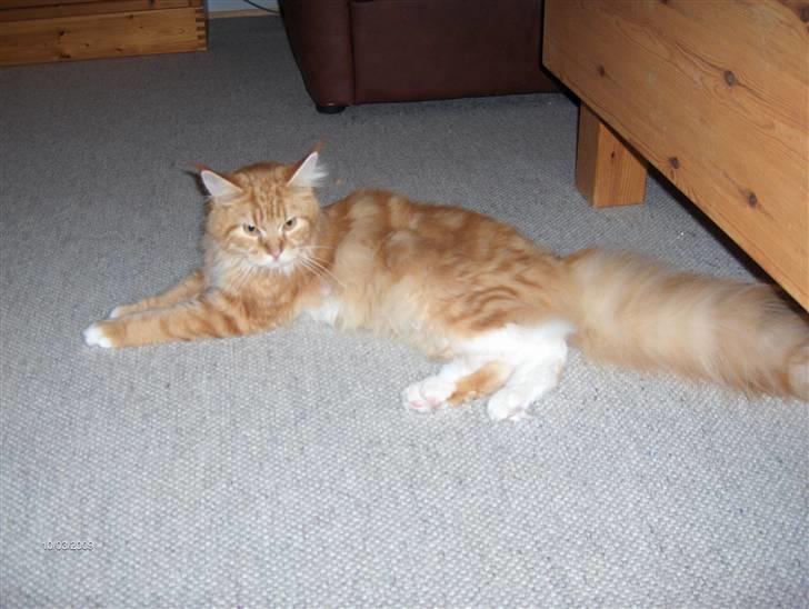 Maine Coon BAM billede 7