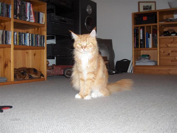 Maine Coon BAM billede 8