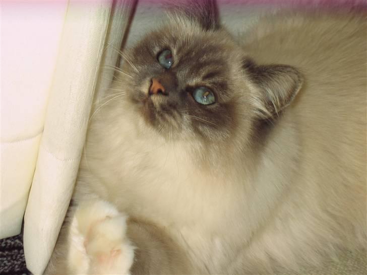 Hellig Birma Lucille billede 1