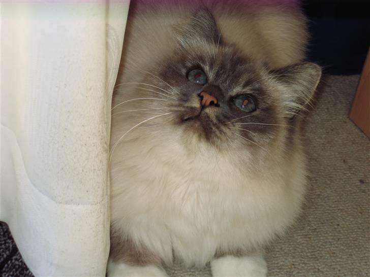 Hellig Birma Lucille billede 2