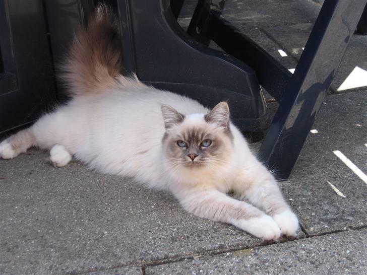 Hellig Birma Lucille billede 3