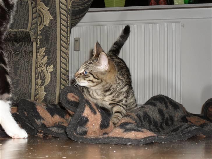 Huskat Tigerdyr - Leger med Fido billede 1