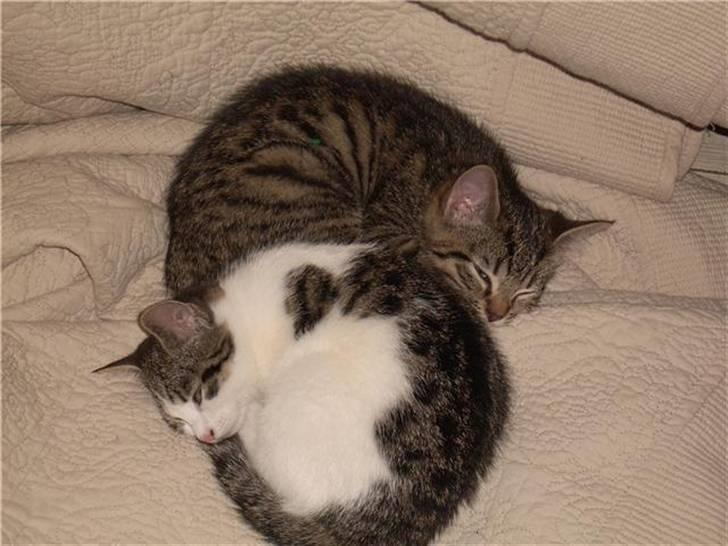 Huskat Tigerdyr - Putter med søster billede 2