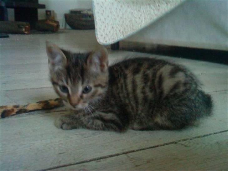 Huskat Tigerdyr - Et lille bitte tigerdyr billede 3