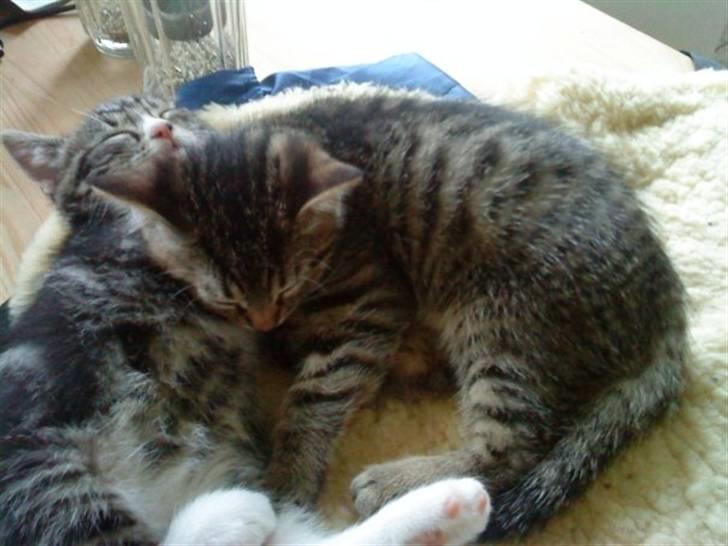 Huskat Tigerdyr - Man bliver så træt når man er lille mis billede 4