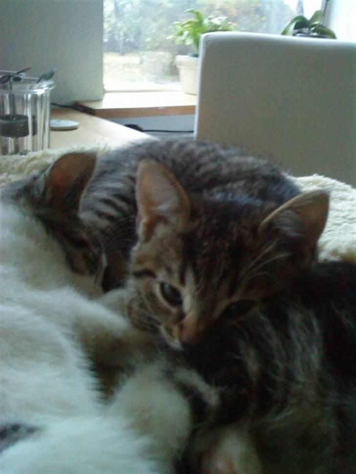 Huskat Tigerdyr - Jeg har set dig billede 5