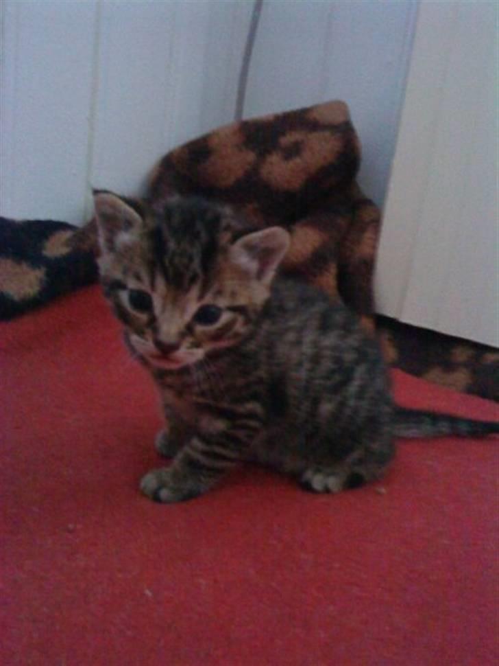 Huskat Tigerdyr - En meget lille tiger billede 6