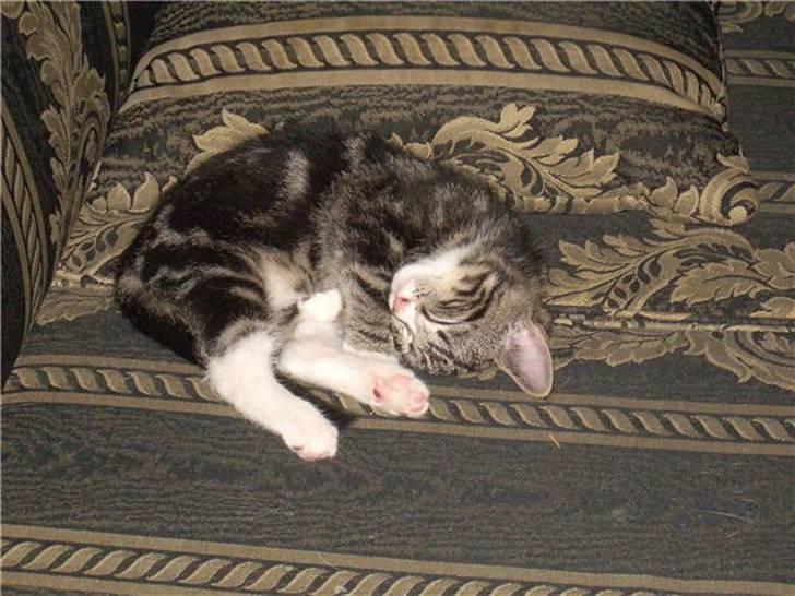 Huskat Fido  - Trætte Fidomis billede 11