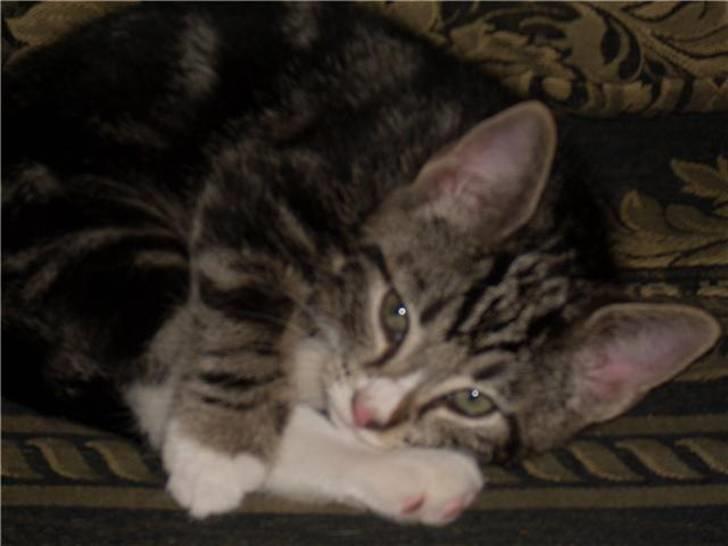 Huskat Fido  billede 12