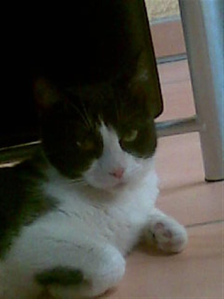 Huskat Bullertøsen billede 1