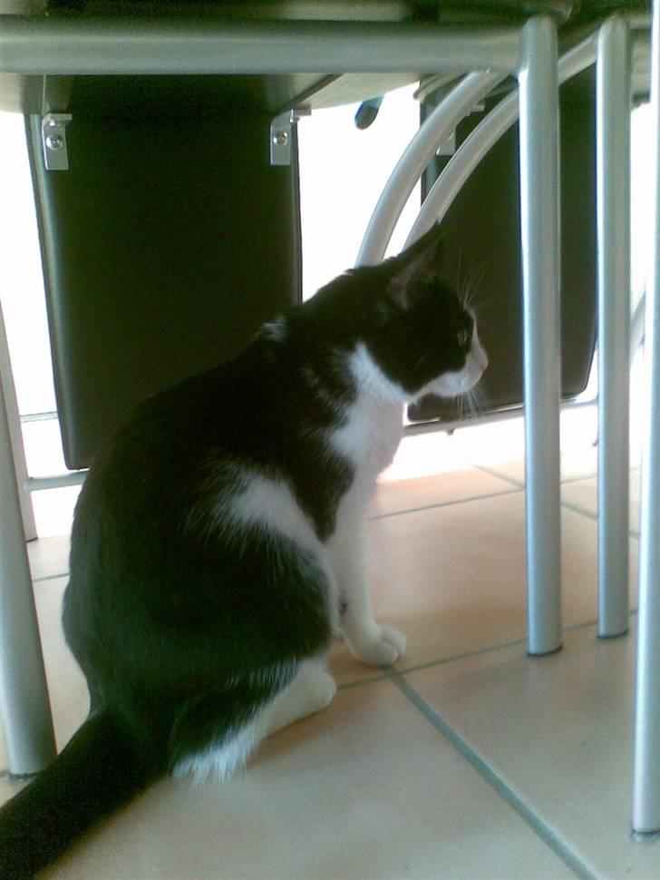 Huskat Bullertøsen billede 2