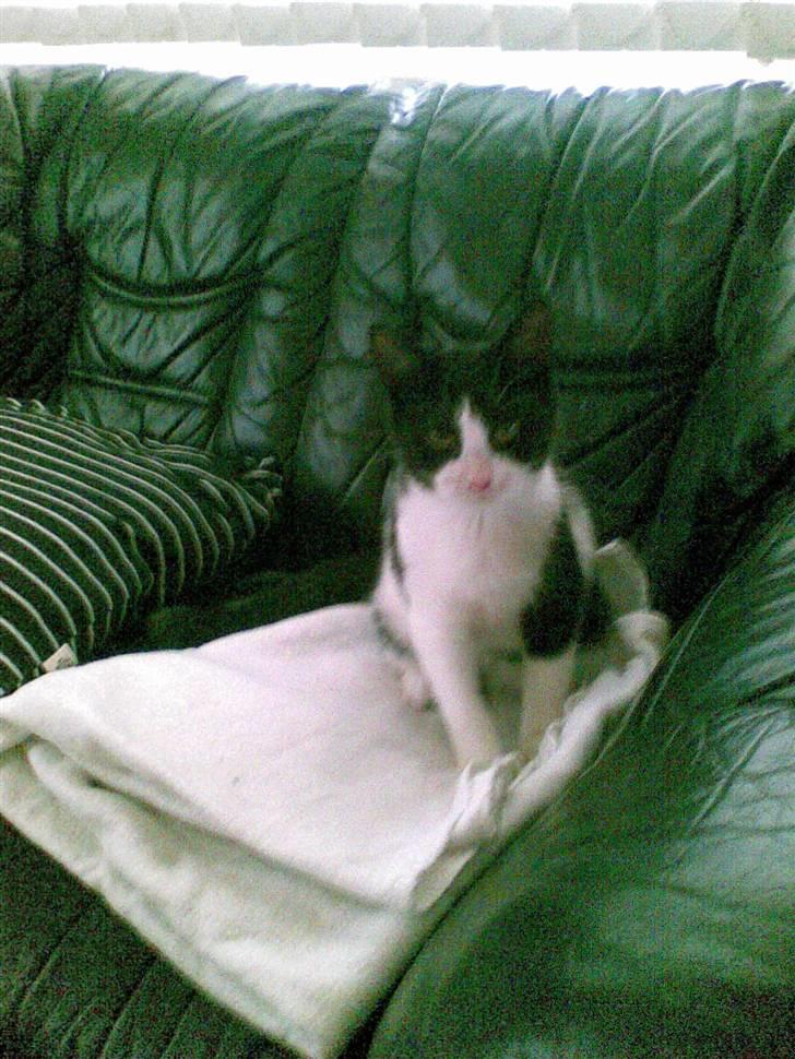 Huskat Bullertøsen billede 3