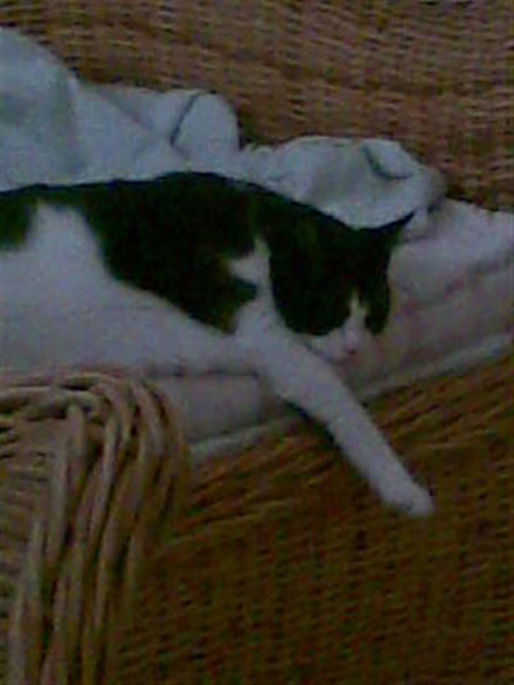 Huskat Bullertøsen billede 4