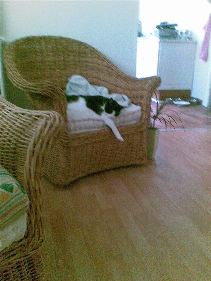 Huskat Bullertøsen billede 5