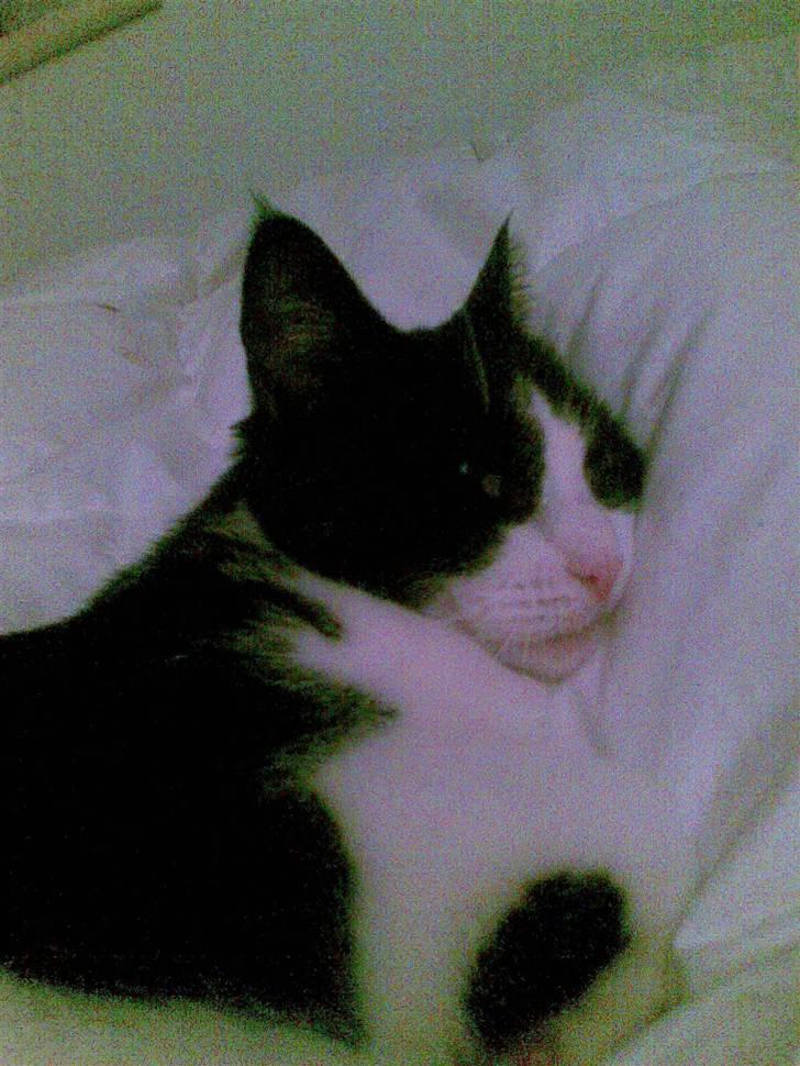 Huskat Bullertøsen billede 6