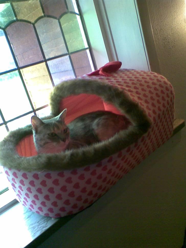 Huskat Perle billede 2