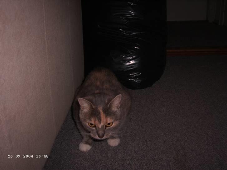 Huskat Perle billede 3