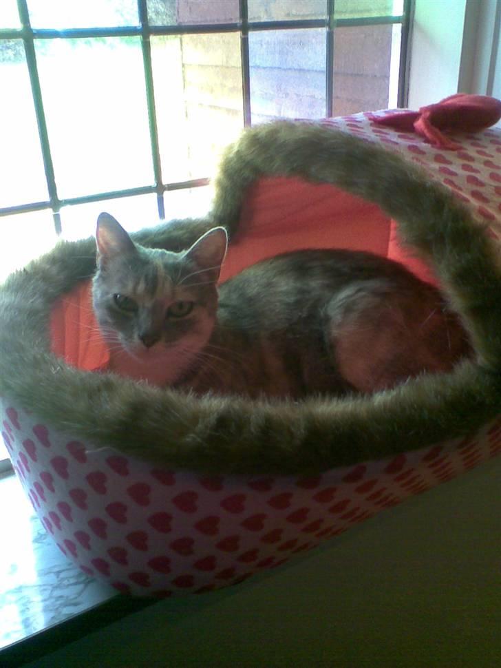 Huskat Perle billede 4