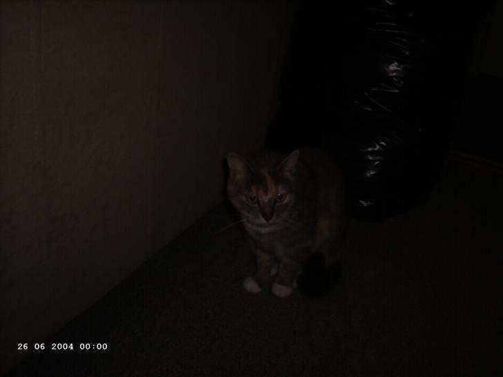 Huskat Perle billede 5