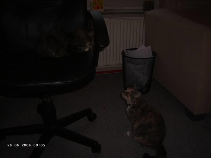 Huskat Perle billede 6