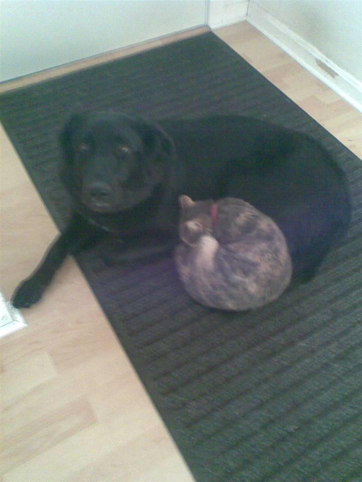 Huskat Perle billede 7