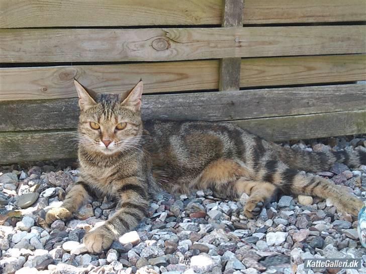 Huskat strit borte - hej jeg hedder strit billede 1