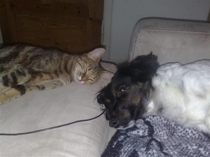 Huskat strit borte - min bedste ven oog mig billede 2