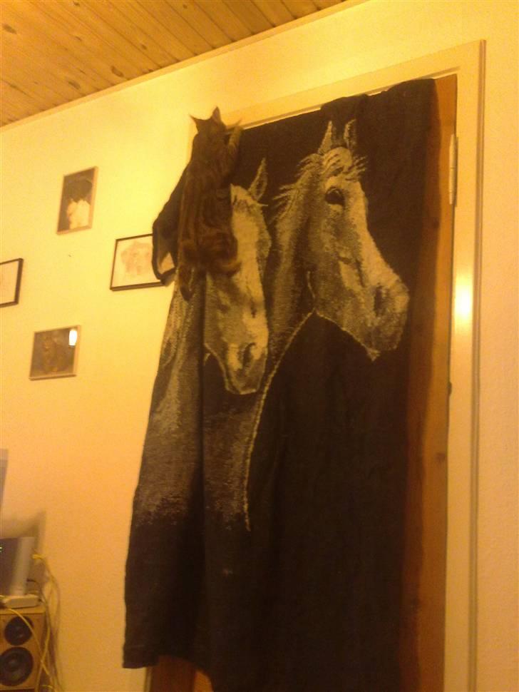 Huskat strit borte billede 3