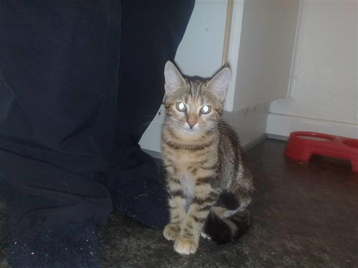 Huskat strit borte billede 4