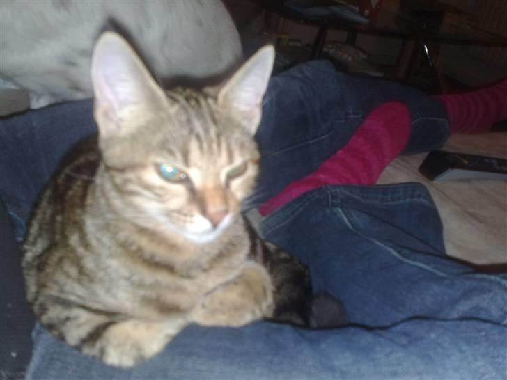 Huskat strit borte billede 5