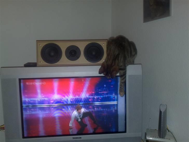 Huskat strit borte - nej det er spændene billede 6