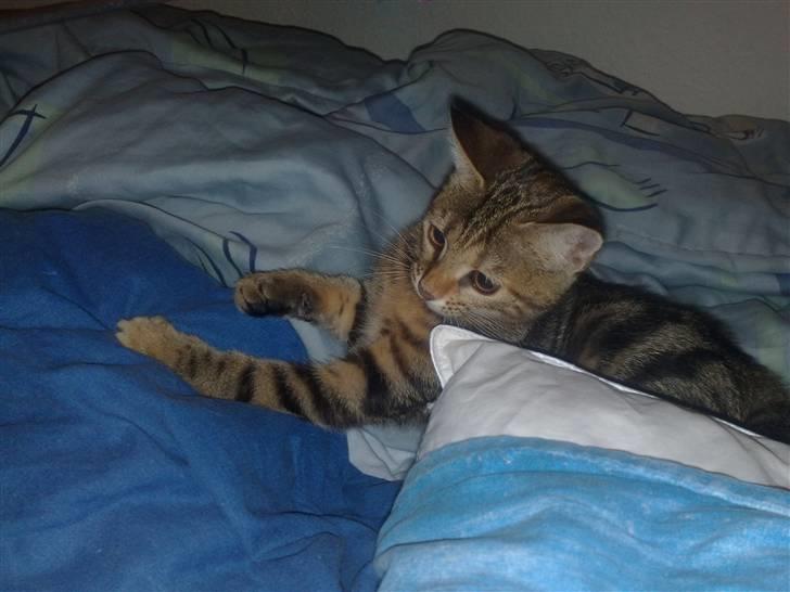 Huskat strit borte billede 7