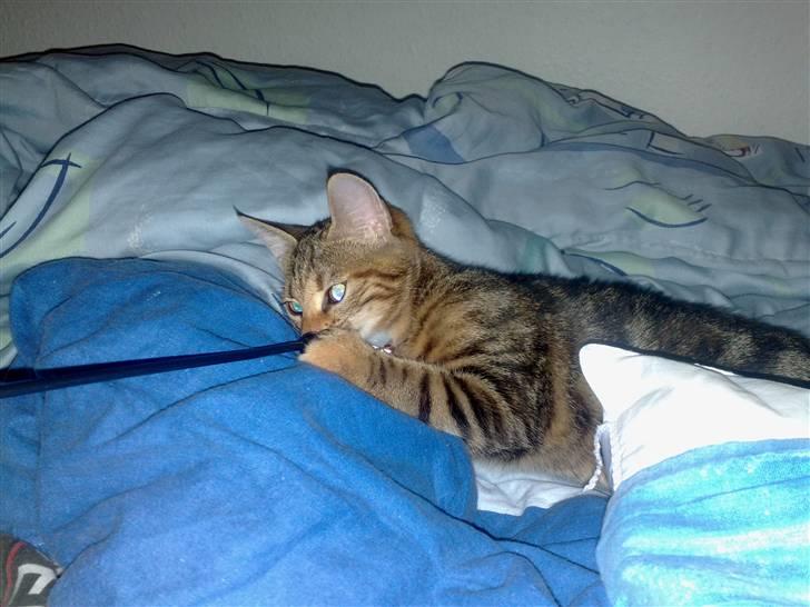 Huskat strit borte billede 8