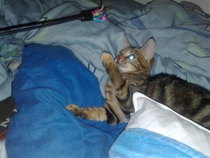 Huskat strit borte billede 9