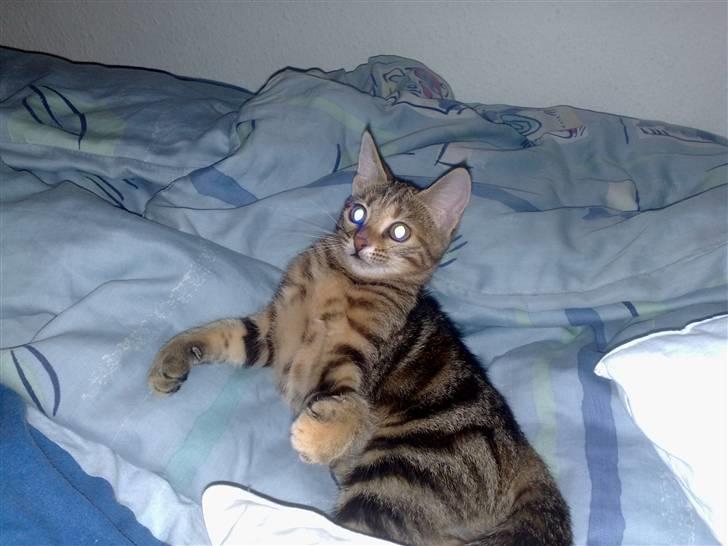 Huskat strit borte billede 10