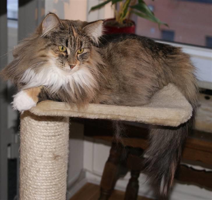 Norsk Skovkat Irma-Pigen  - 30.01.2010 billede 15