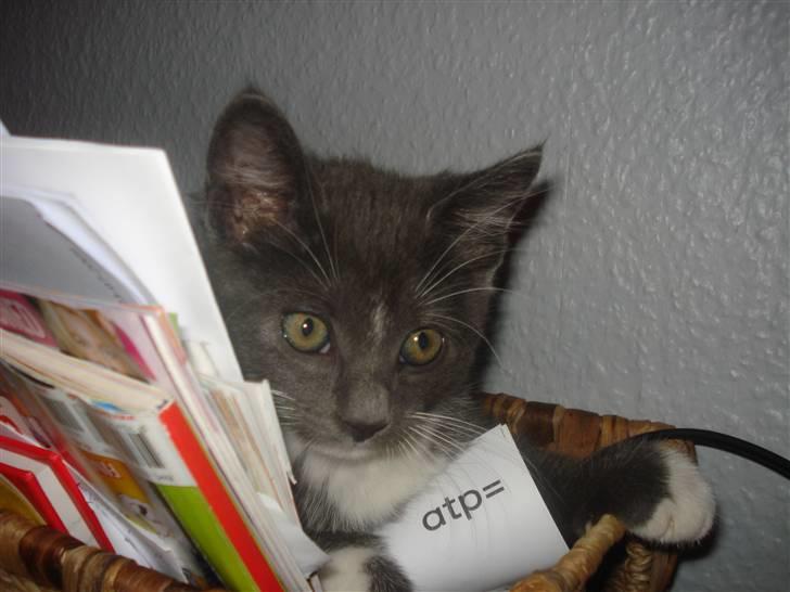 Blanding af racer Sir Bamelot billede 3