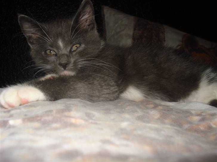 Blanding af racer Sir Bamelot billede 4