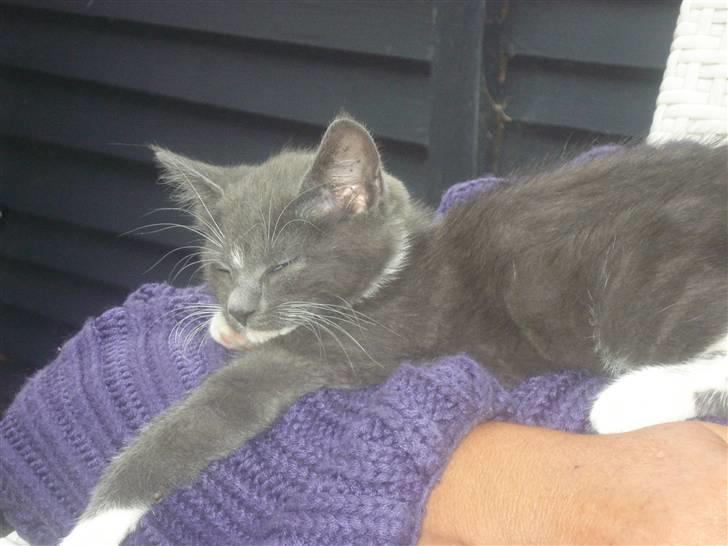 Blanding af racer Sir Bamelot billede 2