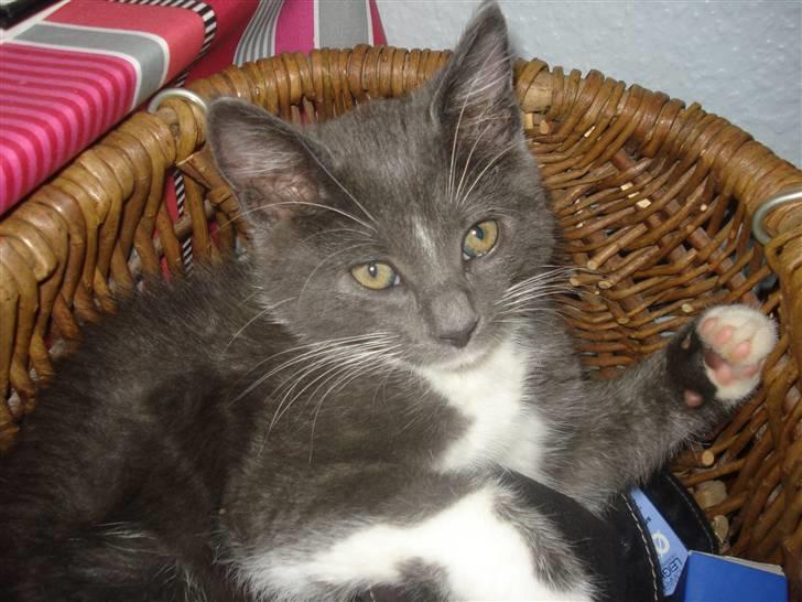 Blanding af racer Sir Bamelot billede 5