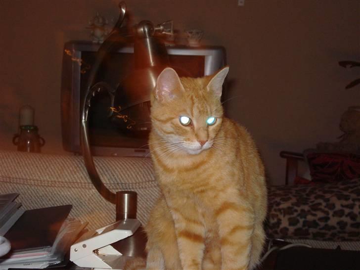 Huskat Frida billede 1