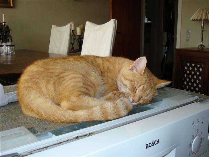 Huskat Frida billede 2