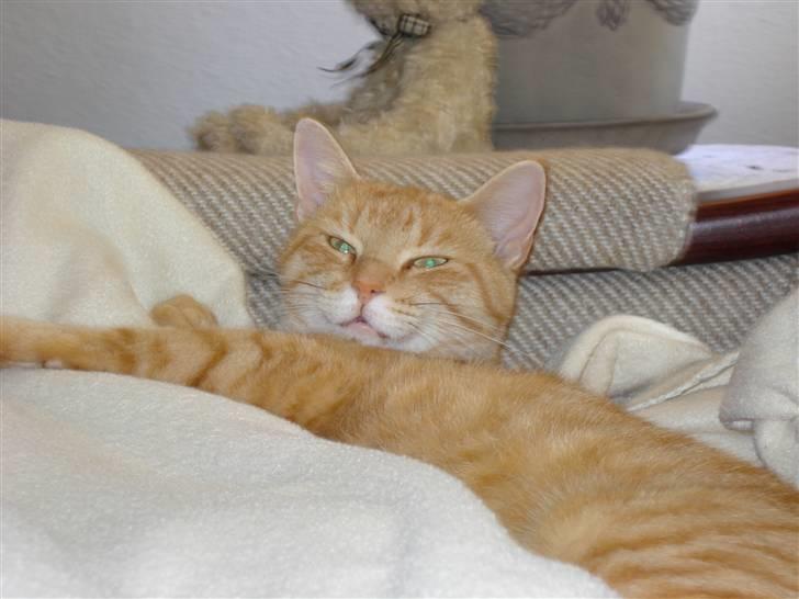 Huskat Frida billede 3