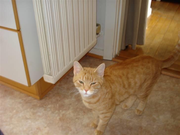 Huskat Frida billede 4