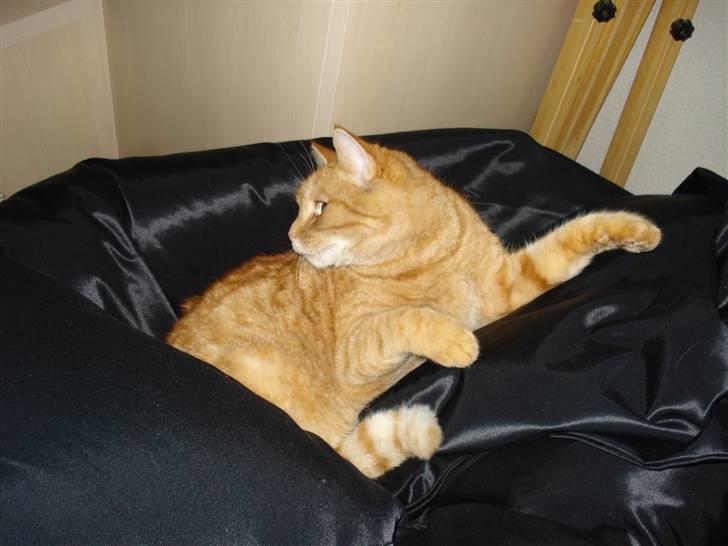 Huskat Frida billede 5