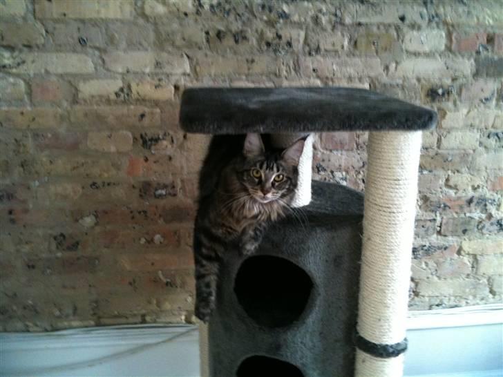 Maine Coon Prinsesse Laia billede 7