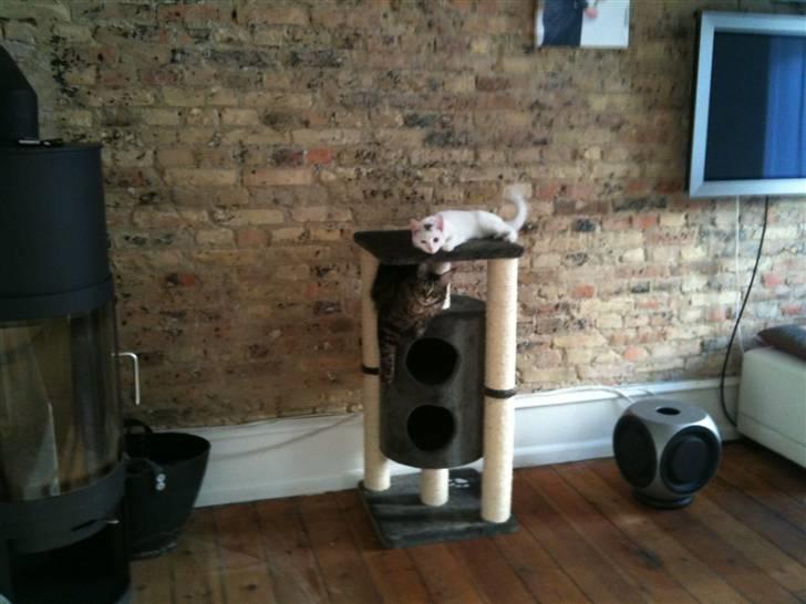 Maine Coon Prinsesse Laia billede 8