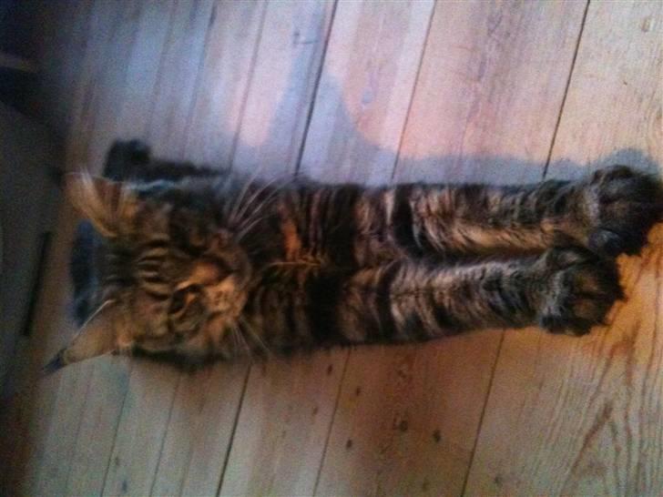 Maine Coon Prinsesse Laia billede 9